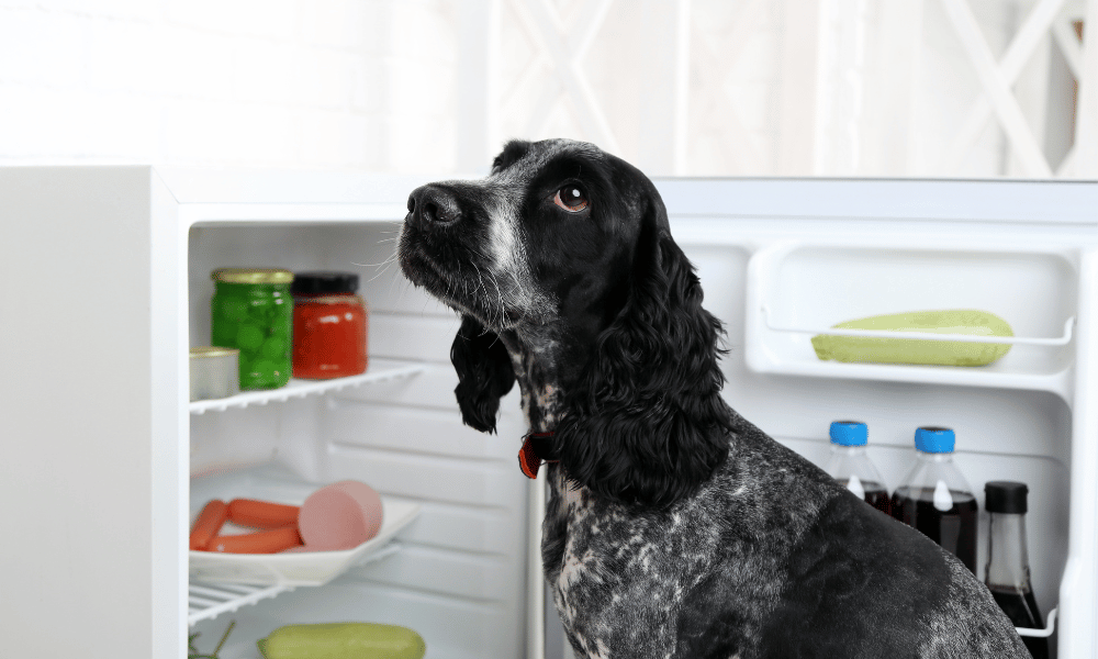 perro blanco y negro al lado de una heladera abierta con comida