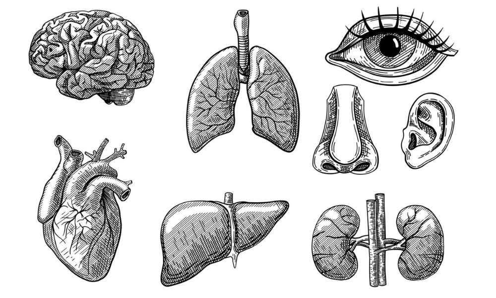 organos del cuerpo humano
