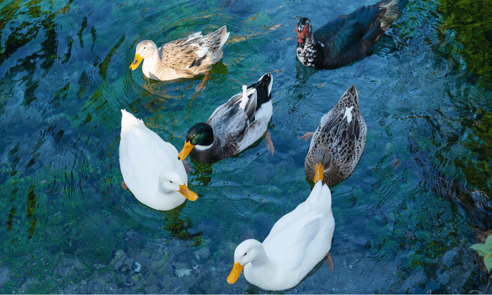 grupo de patos en el agua