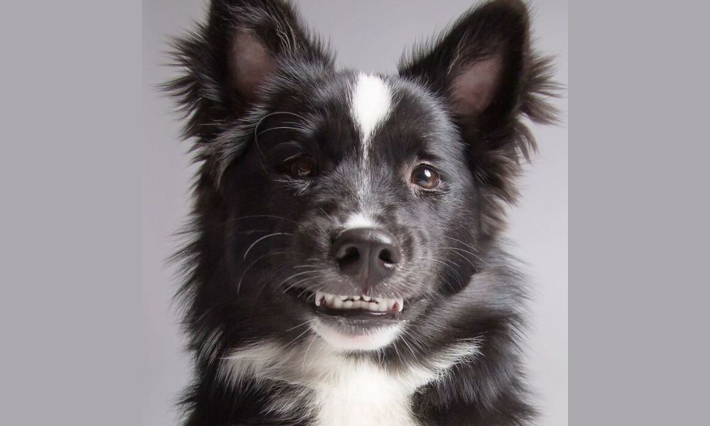 Perro mostrando los dientes