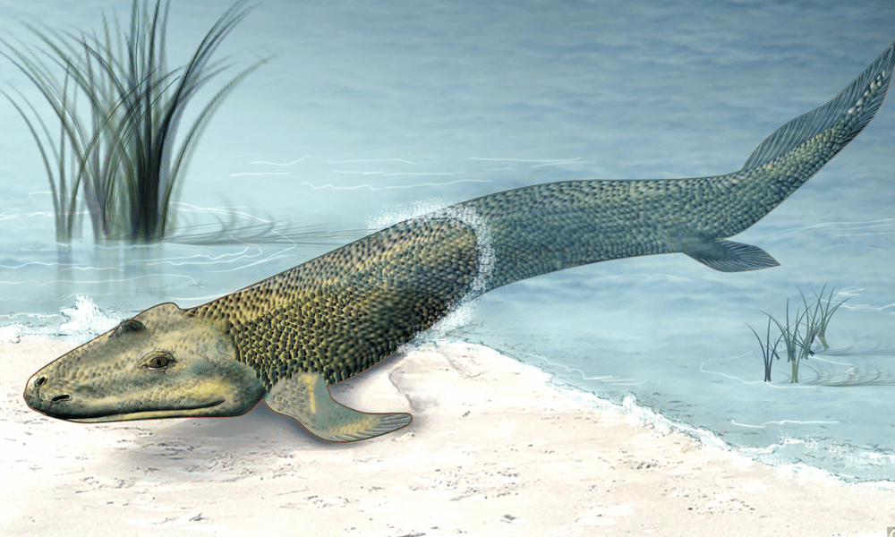 pez evolucionando con patas