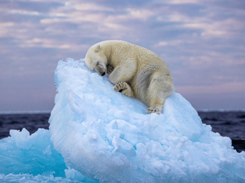 un oso polar sobre una cama de hielo glaciar derretido calentamiento global
