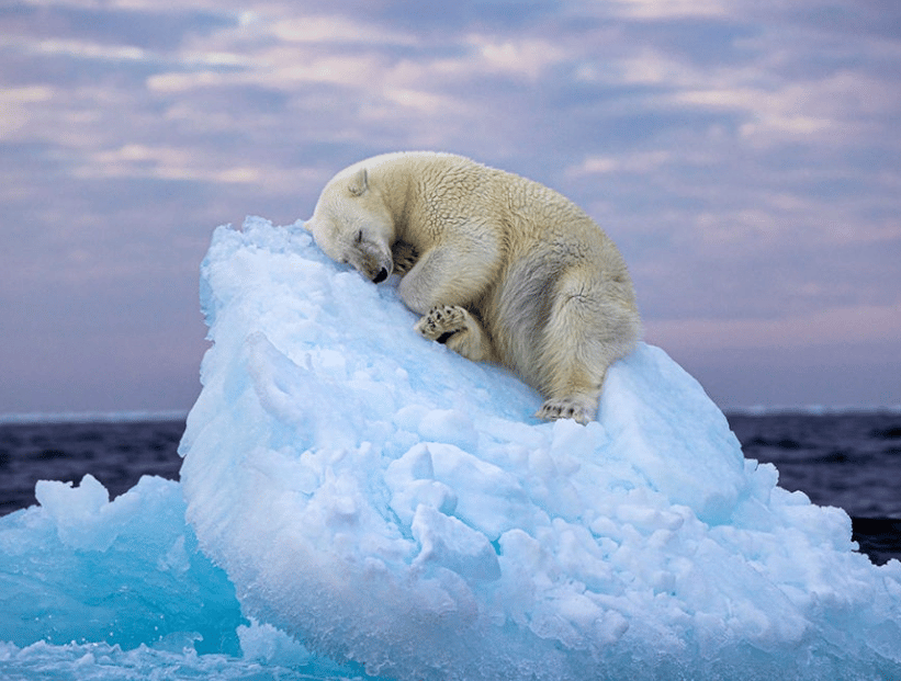 un oso polar sobre una cama de hielo glaciar derretido calentamiento global