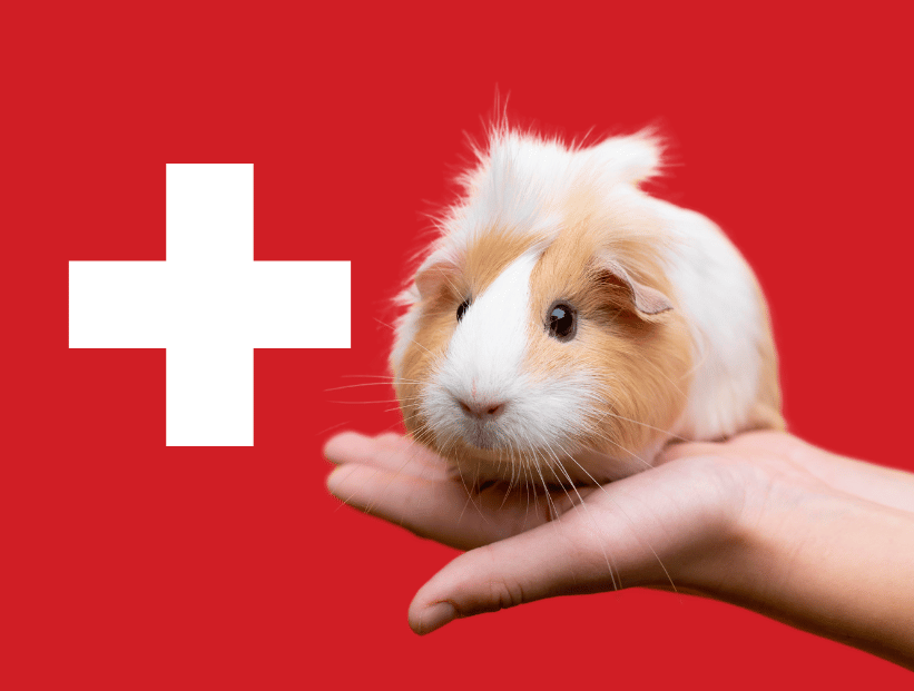 un cobayo delante de la bandera de suiza sobre una mano humana