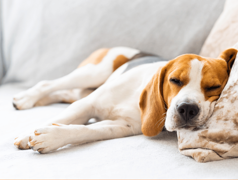 mascotas perro beagle cansado con calor acalorado golpe de calor verano consejos