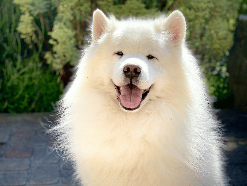 perro blanco peludo perros tierno adorable sonriendo fondo de plantas jardín
