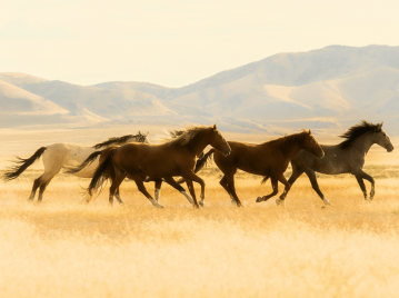 caballos coriendo juntos muchos en un pastizal montañas la pampa argentina
