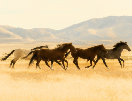 ¿Sabías que la fundación de Buenos Aires causó una invasión de caballos?