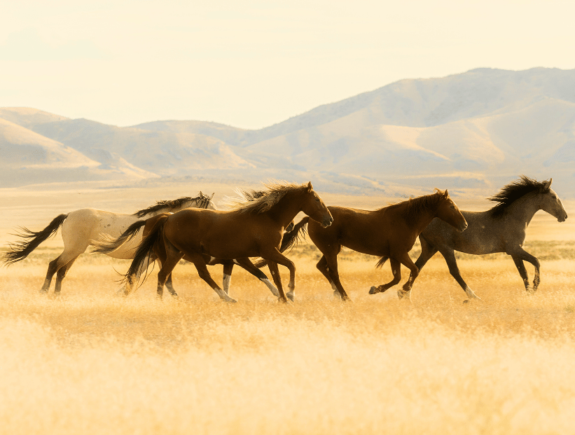 caballos coriendo juntos muchos en un pastizal montañas la pampa argentina