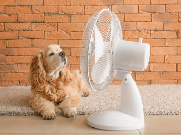 un perro en el piso con un ventilador blanco