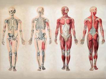 cuerpo humano, dibujo de 4 cuerpos con huesos y músculos. órgano más grande del cuerpo humano