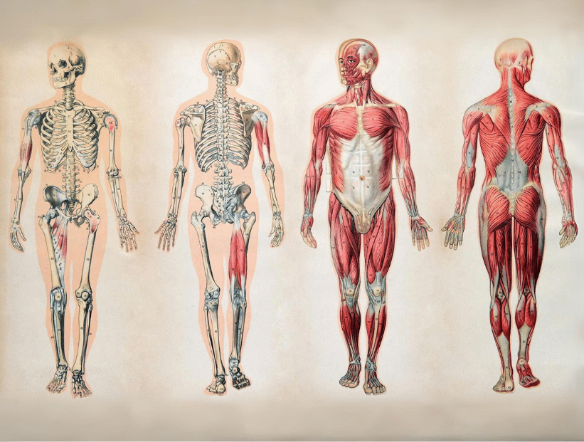 cuerpo humano, dibujo de 4 cuerpos con huesos y músculos. órgano más grande del cuerpo humano