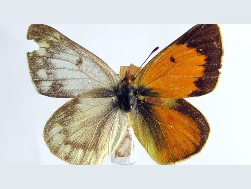 Mariposa hembra y macho al mismo tiempo