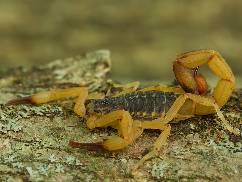 escorpion-mas-peligroso-de-sudamerica