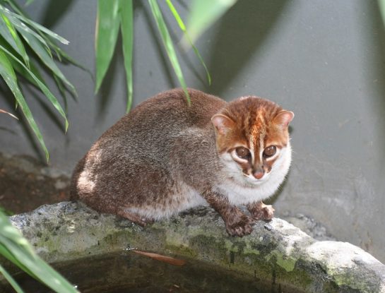 Gato de cabeza plana: el pequeño felino que regresó de la extinción 