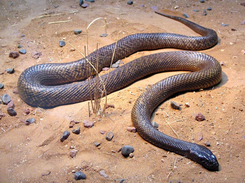 serpiente-terrestre-mas-venenosa-del-mundo