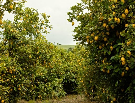 ¿Sabías que Argentina tuvo el vivero de limones más grande del mundo?