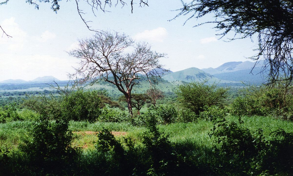 Kenia y sus árboles