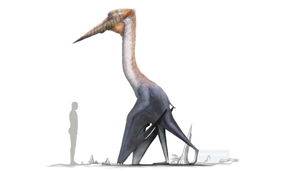 El animal volador más grande de la prehistoria, comparado con un ser humano en tamaño.
