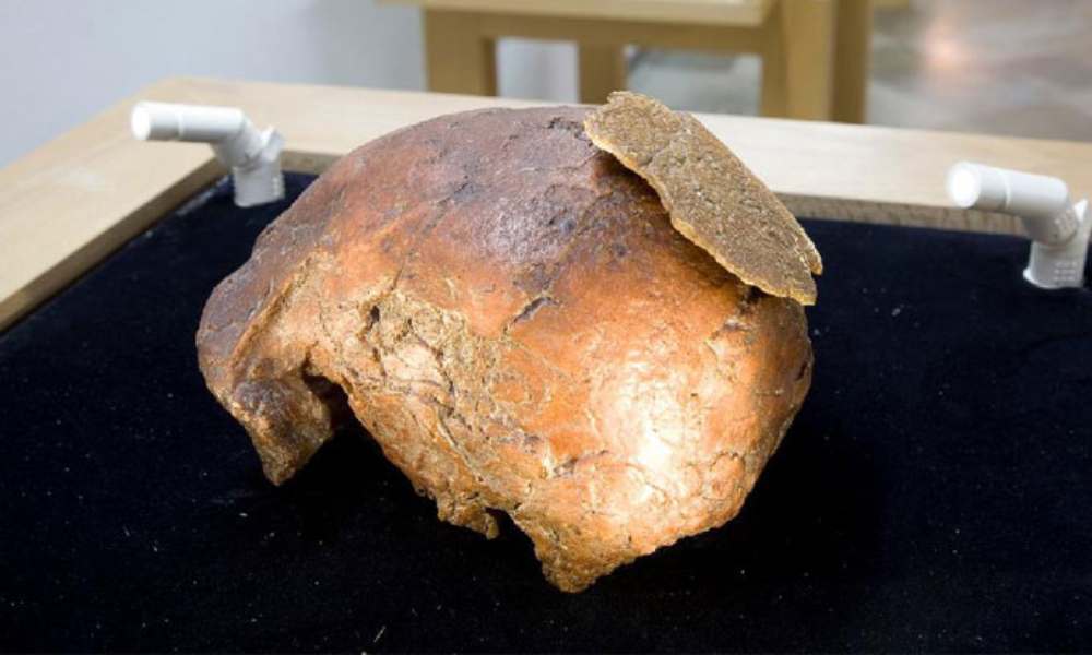 Restos humanos más antiguos de Europa - Hombre de Orce