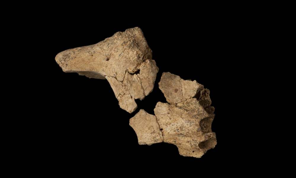 Restos humanos más antiguos de Europa