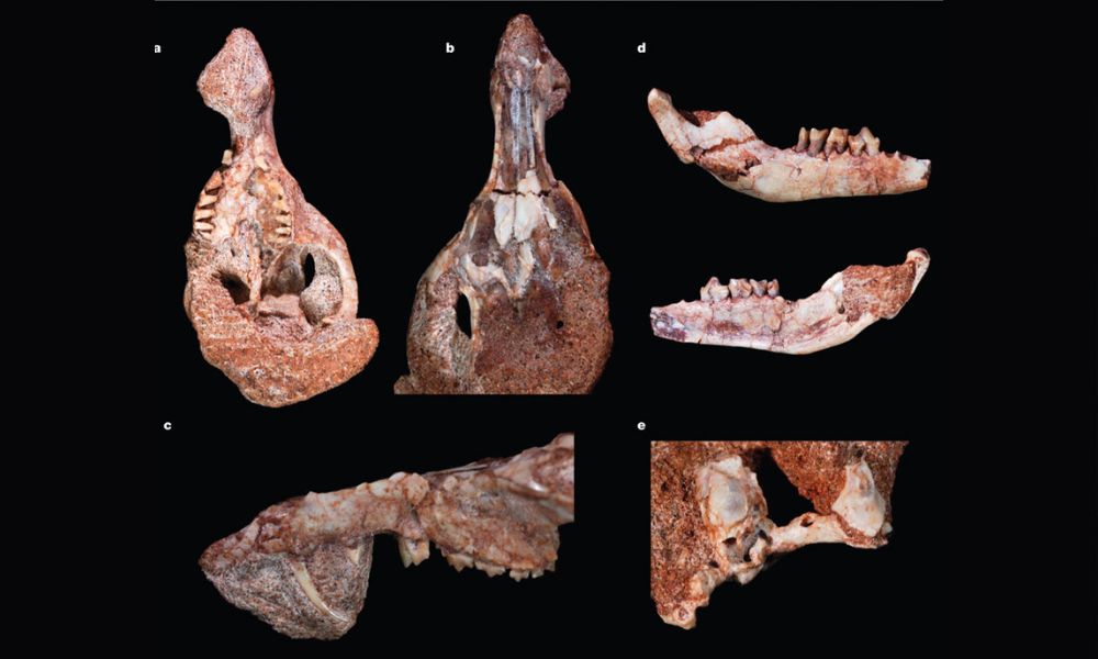 Los fósiles de la extraña ardilla argentina, la Cronopio dentiacutus