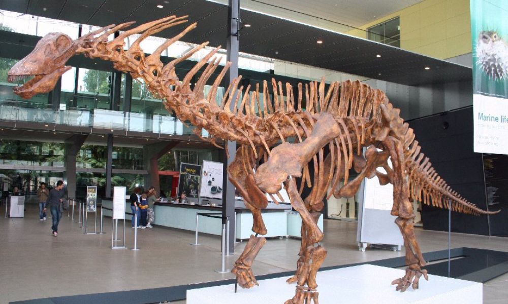 Dinosaurios argentinos: Amargasaurus
