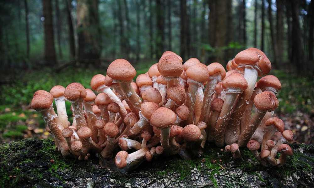 Organismo más grande del mundo: hongo Armillaria ostoyae