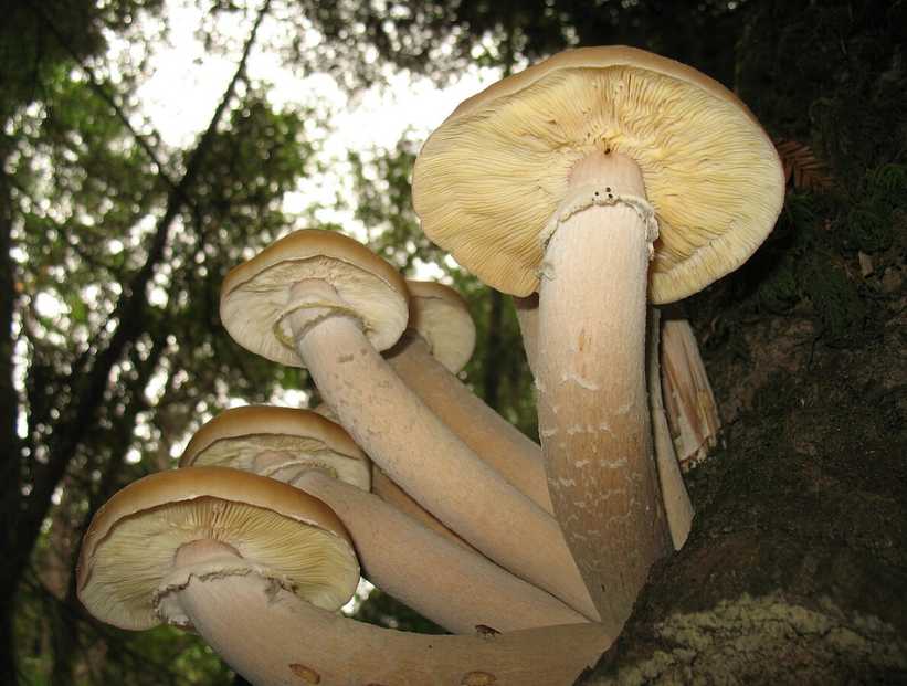 Organismo más grande del mundo: hongo Armillaria ostoyae