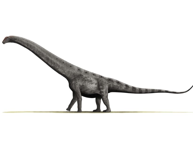 Dinosaurios argentinos: Argentinosaurs