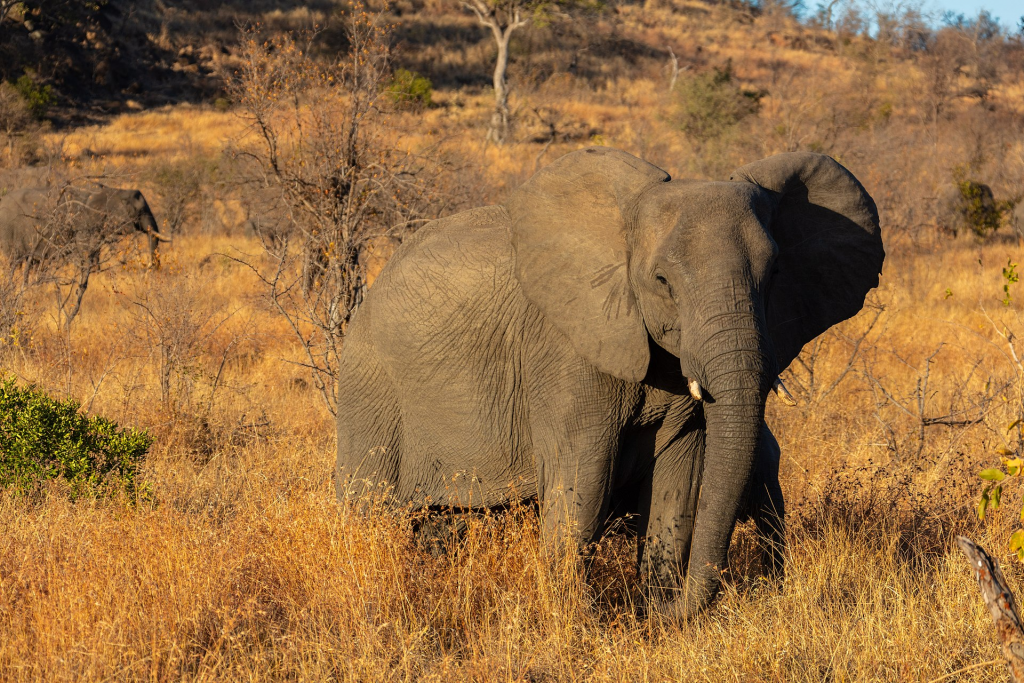 Elefante africano de sabana (Loxodonta africana) en el parque nacional Kruger, Sudáfrica