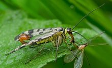 mosca-escorpion