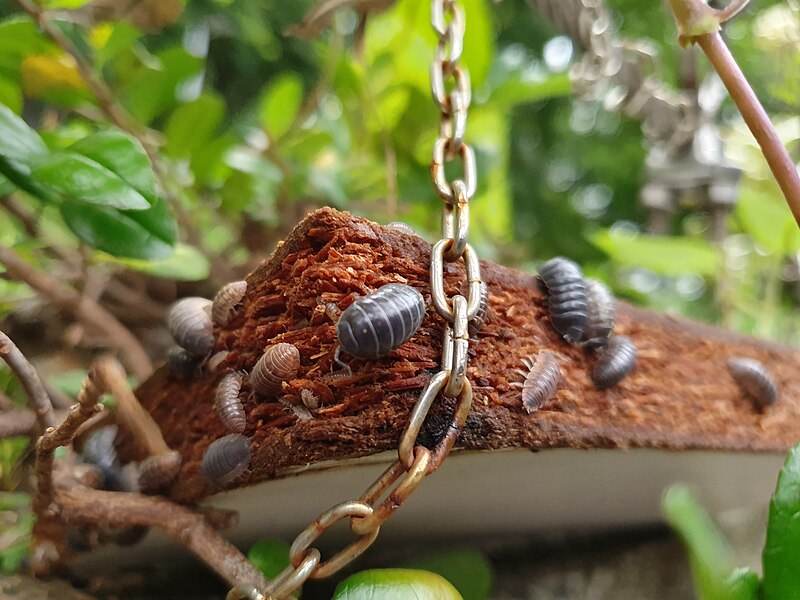 una colonia de un bichos bolita oniscídeos sobre madera podrida y cadenas.