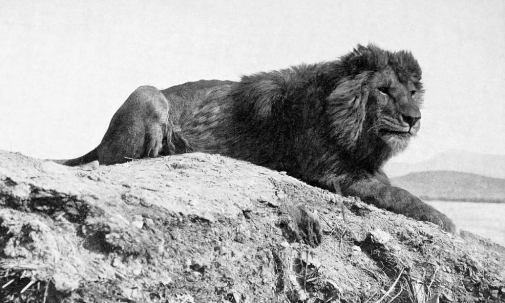 La subespecie fotografiada en Argelia en 1893.