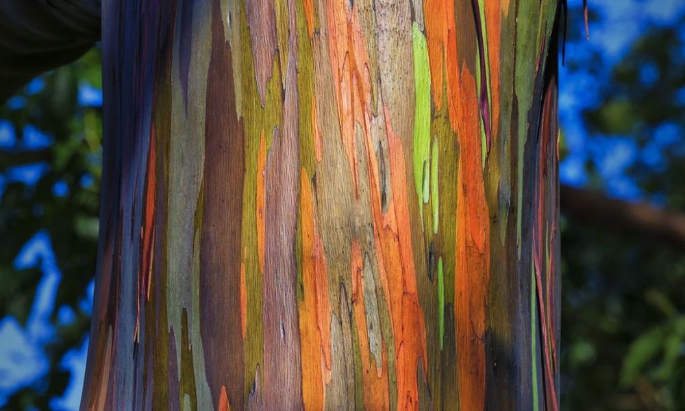 Detalles del tronco de la especie eucalyptus deglupta.