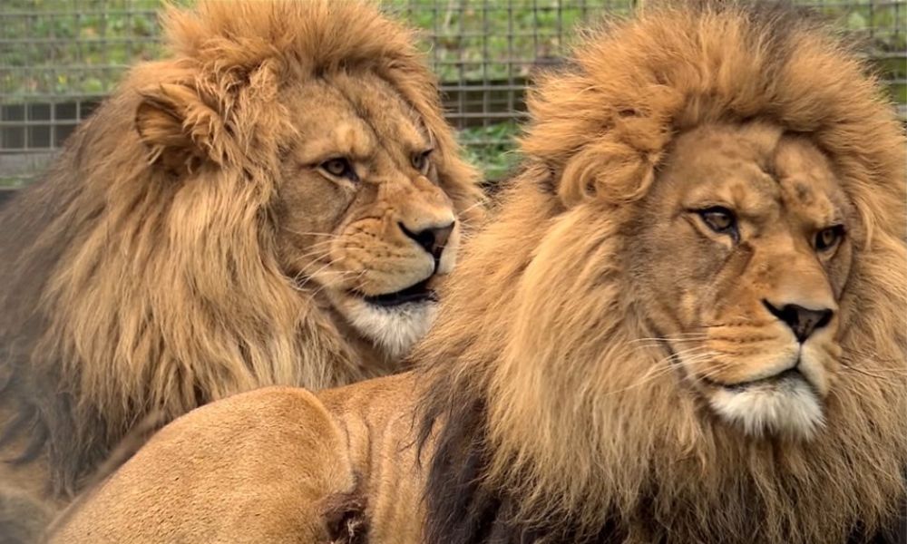 León más grande del mundo. 