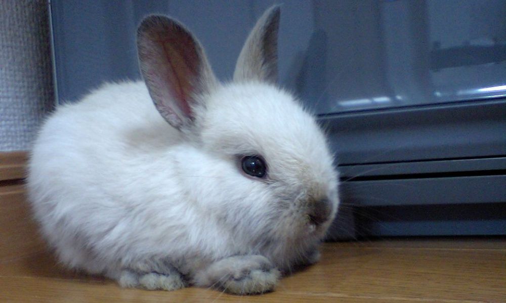 Aspecto del conejo más pequeño del mundo. 