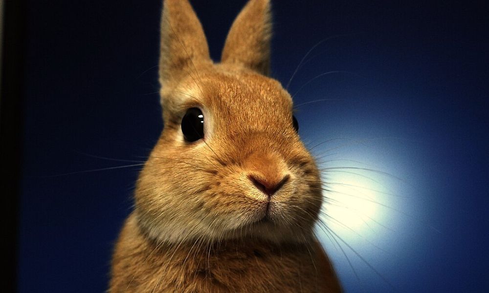 Detalles de la cara del conejo más pequeño del mundo. 