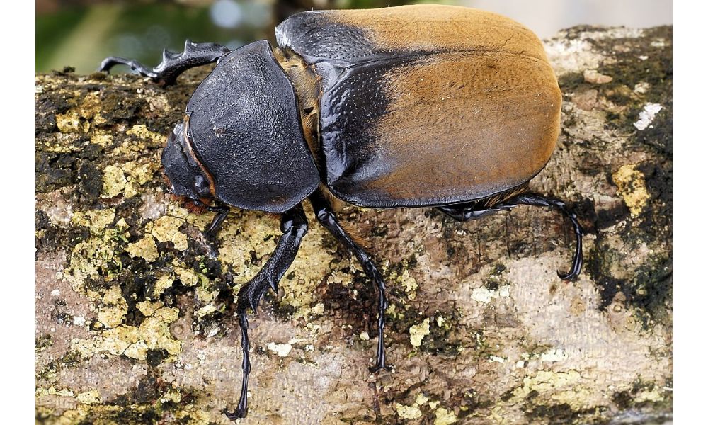 Un ejemplar del escarabajo más largo del mundo en la naturaleza. 