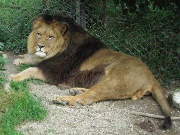 leon-mas-grande