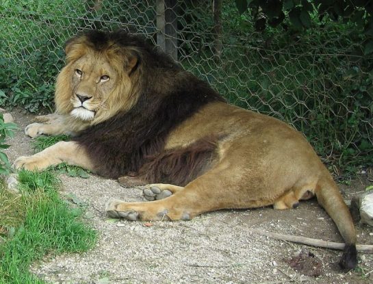 León: ¿por qué es el rey de la selva?