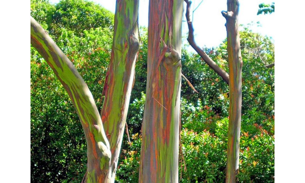 Conjunto de troncos multicolor de la especie eucalyptus deglupta.
