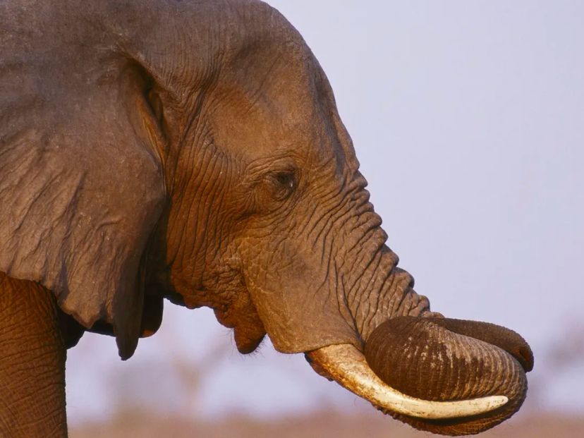 elefante-mas-grande