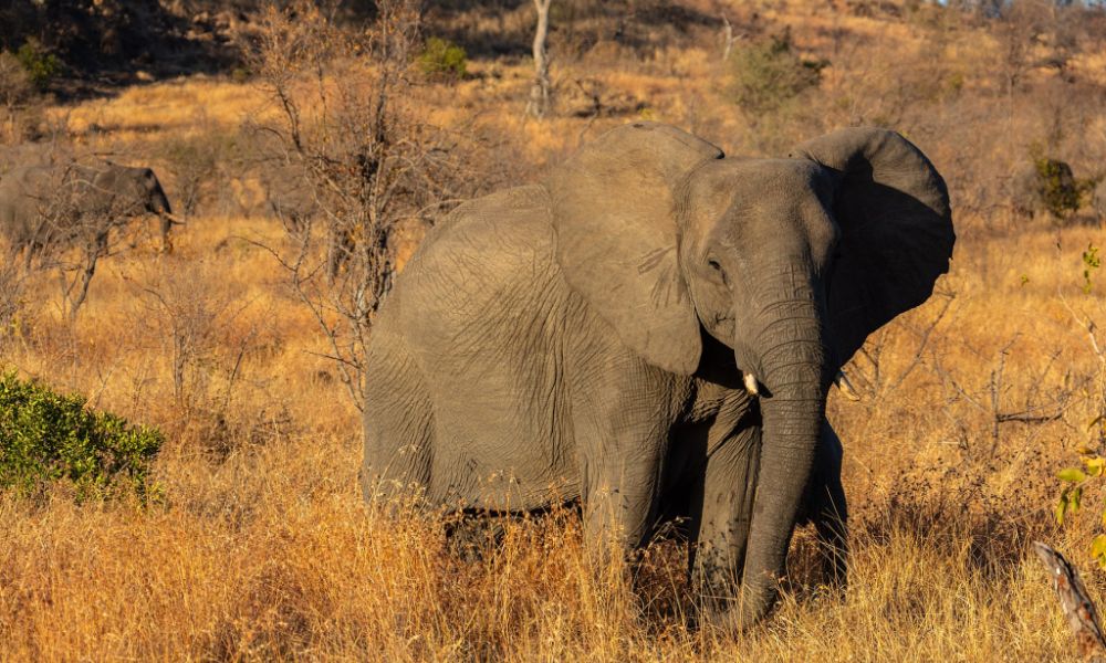 Uno de los elefantes más grandes del mundo. 