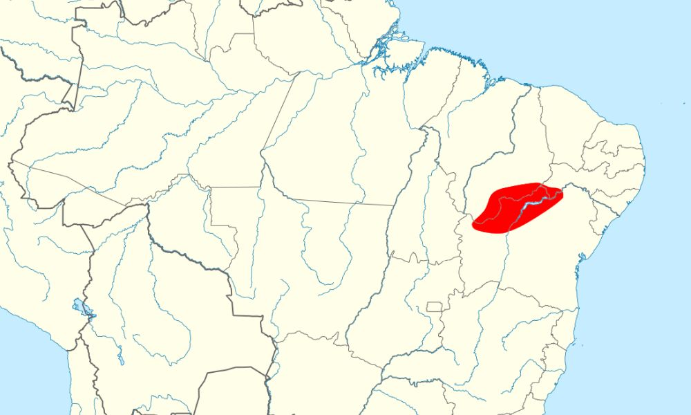 En rojo, la única zona de Brasil donde podrían estar los ejemplares en libertad del guacamayo de Spix.