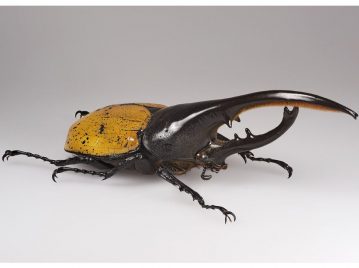 escarabajo-mas-largo-del-mundo