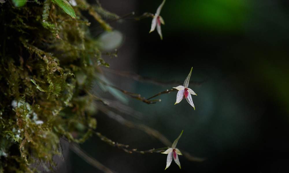 Platystele peruviana, la orquídea más pequeña del mundo