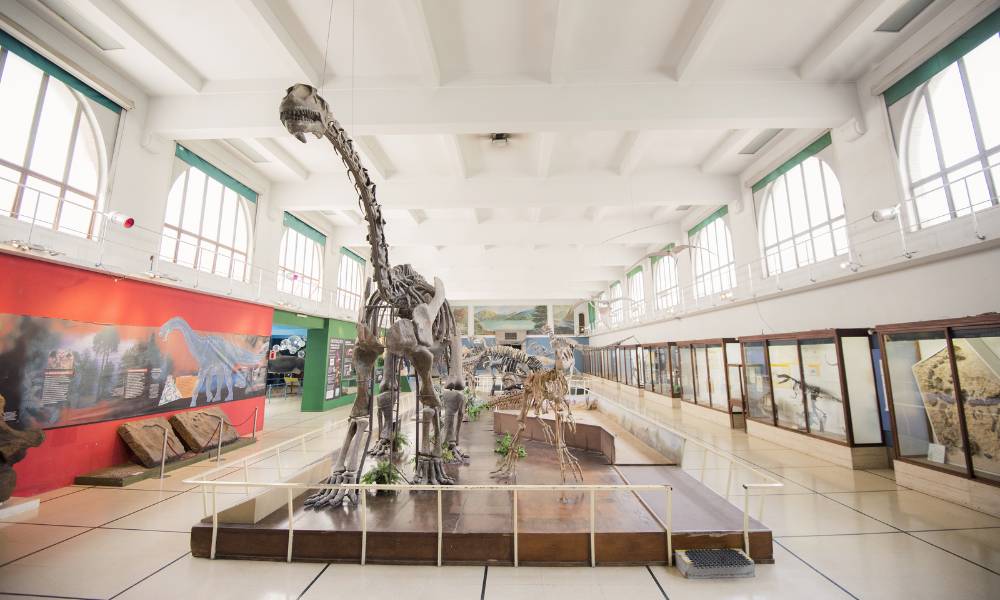 Museo de Ciencias Naturales Bernardino Rivadavia - exposición de fósiles de dinosaurios