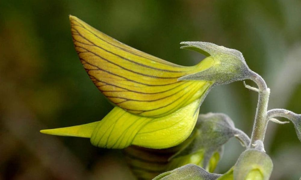 Una flor de la planta colibrí verde