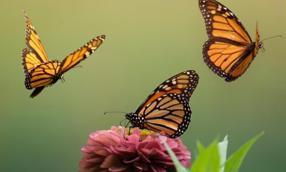 Mariposa Monarca, la que más viaja de todas las mariposas